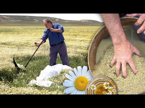 Video: Conservación de la manzanilla: una guía para las técnicas de secado de la manzanilla