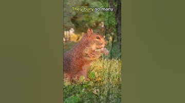 Squirrels FORGET Where They Bury Nuts!🐿️🐿️#animals #animalfacts #shorts