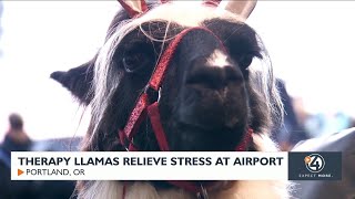 Therapy llamas relieve stress at PDX