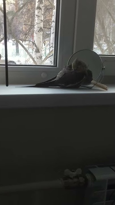 Корелла спит - YouTube
