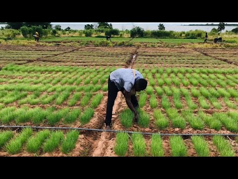 What Are Jute Leaves