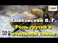 #Кашковский В. Г. #Роль_трутня в пчелиной семье .