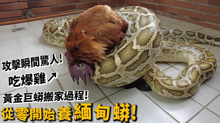 【從零開始養】緬甸蟒!攻擊瞬間驚人!吃爆雞!黃金巨蟒搬家過程!【許伯簡芝】 - 天天要聞