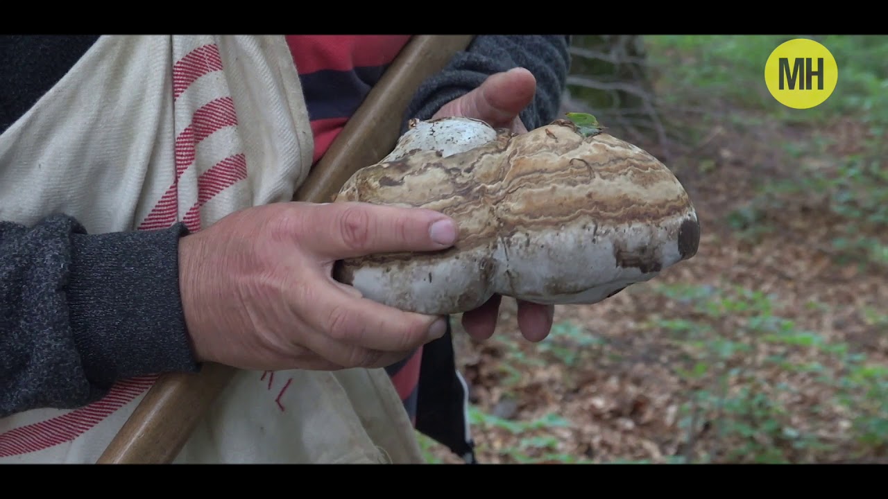 Sapka, táska és hűtőmágnes is készülhet a taplógombából