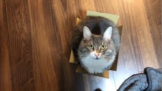 箱を掘り続ける猫 ノルウェージャンフォレストキャット Continue digging the box.Norwegian Forest Cat.