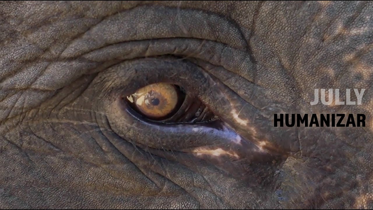 Watch Jully - Humanizar on YouTube Watch Jully - Humanizar on YouTube