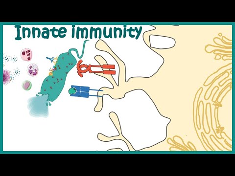 Innate immune system (detailed overview)