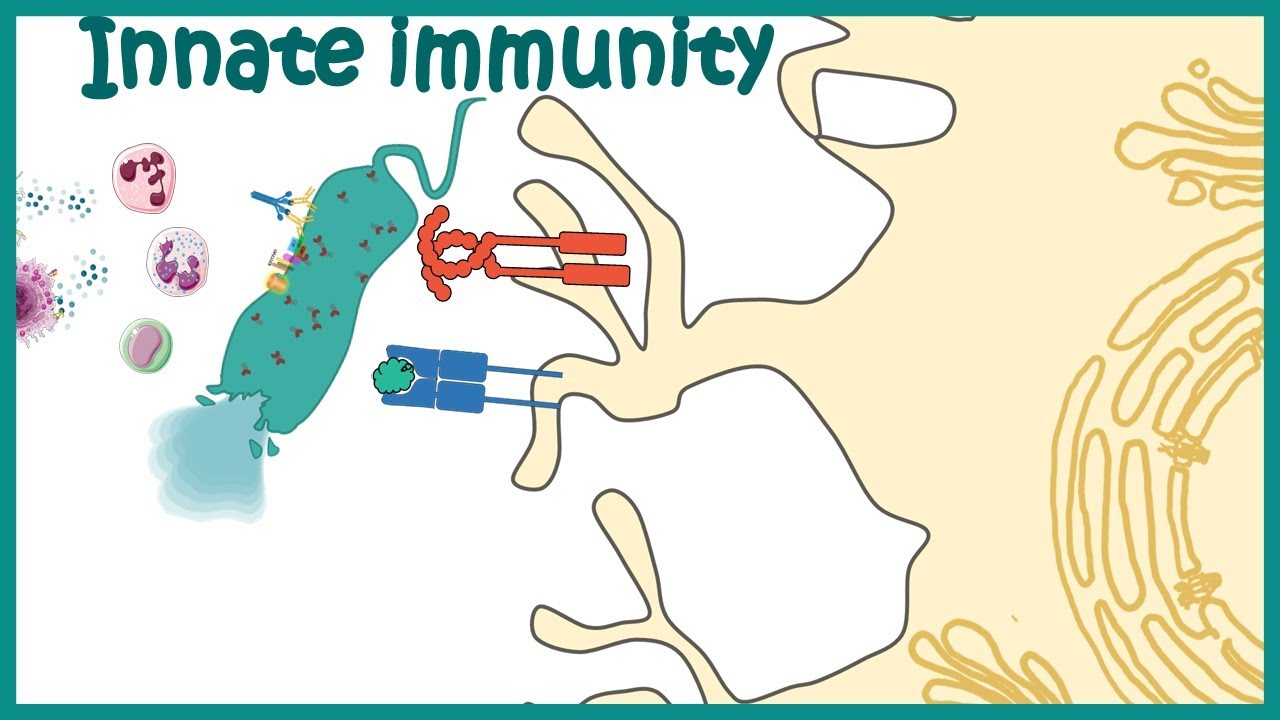 Download Innate immune system (detailed overview)
