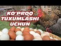 ТОВУҚ КЎПРОҚ ТУХУМЛАШИ УЧУН | Tovuq ko'proq tuxumlashi uchun | Tovuq boqish sirlari Товуқ боқиш