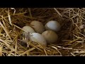 Chicken Laying Egg Sound - Loud Hen Noises
