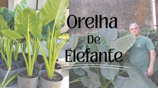 Um Pouco Sobre A Orelha De Elefante