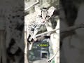 This Cat Defies Gravity! #shrots #cats #animals