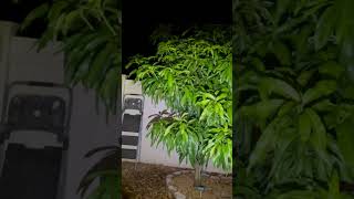 Cecilove Will Take Over