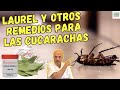 🪳REMEDIOS CASEROS PARA LAS CUCARACHAS EN CASA (LAUREL BICARBONATO, ÁCIDO BÓRICO)🪳