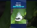 &#39;15만 점&#39; 곤충 관람 가능 #shorts (MBC뉴스)