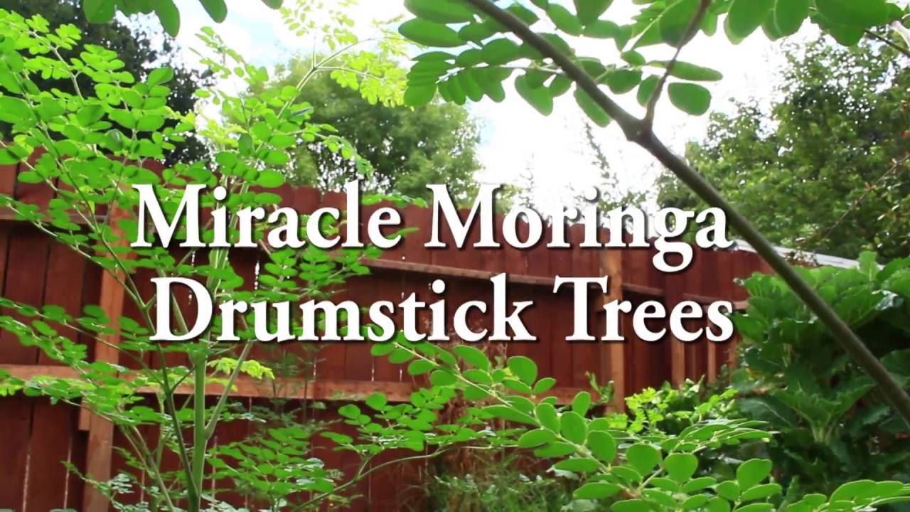 Miracle Moringa Drumstick Trees YouTube