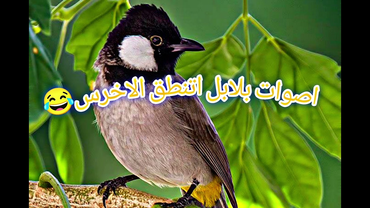اصوات بلابل تغريد بلبل قوي ينطق الاخرس كذلك للصيد البلابل الاخرى يجيب البلابل البعيده
