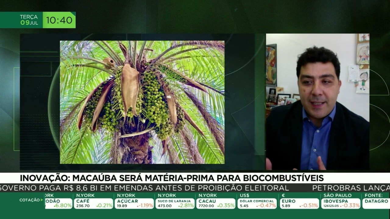 Inovação: macaúba será matéria-prima para biocombustíveis