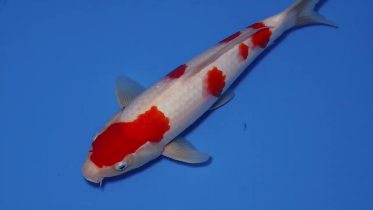 NO.2180 KOHAKU | Phaisal Koi Farm - ฟาร์มปลาคารฟนำเข้าจากญี่ปุ่น