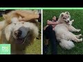 Tydus: o cachorro gigante que parece um leão | Positivo