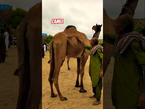 الراعي يعتني بجمل ه ويمش ط شعر ظهره في صحراء ثار