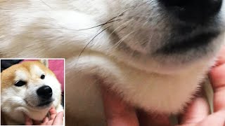 柴犬のあごはやわらかい
