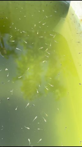 苦手な方は見ないで下さい⚠️放置水槽にメダカの針子大発生！#メダカ#閲覧注意