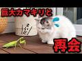 大好き?な巨大カマキリと再会した猫