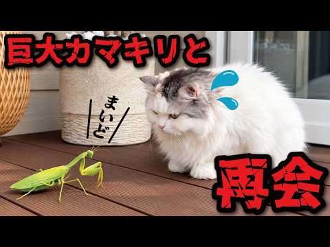 The cat that reunited with its "beloved" giant mantis