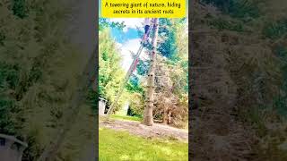 A Day of Logging the Giant Dead Tree #satisfying #asmr #tree#oddlysatisfying #fyp