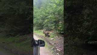 Close-up Encounter With a Bear Mom and Cub on the Roadside