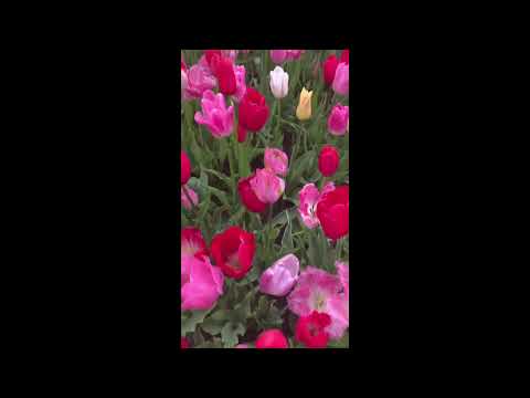 Video: Biologische Kenmerken Van Tulpen