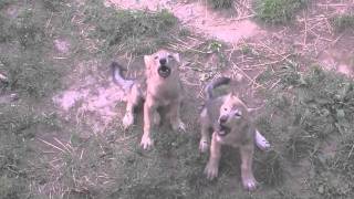 シンリンオオカミ ユウキとショウの遠吠え~Howl of wolf's cubs