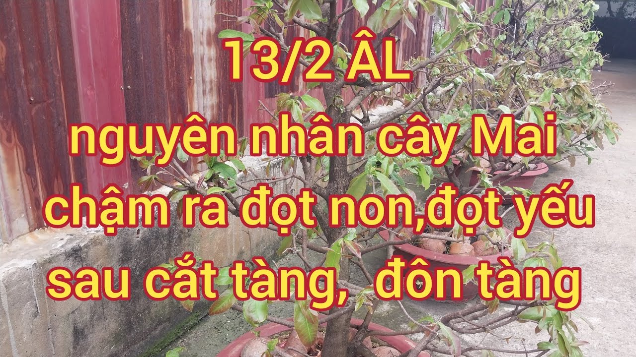 13/2 ÂL nguyên nhân cây Mai chậm ra đọt non, đọt yếu sau cắt tàng @utsangcaykieng5450