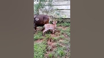 anak sapi lucu (25) #animals #sapimakan #nature #sapilucu #cow #farming #sapigemuk #cute