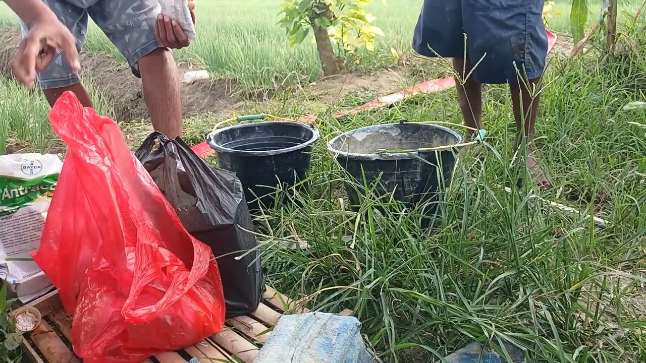 Perawatan tanaman bawang merah umur 33 hst