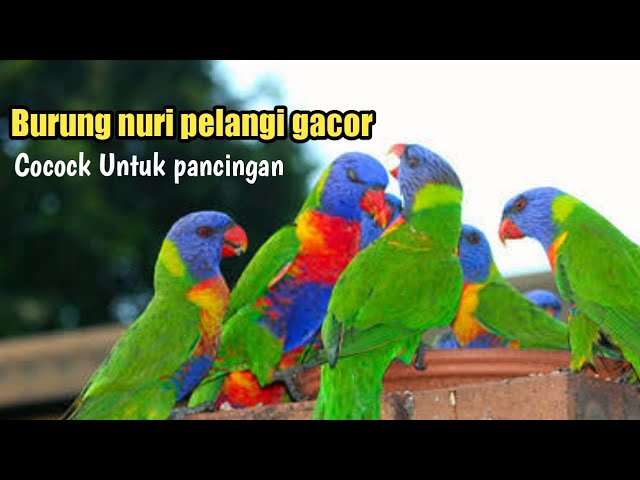 Suara burung nuri pelangi gacor untuk pancingan burung nuri yang lepas class=