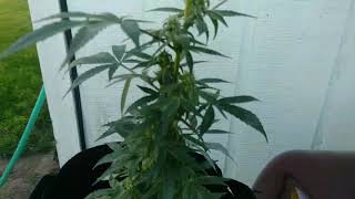 Update of my cbd crossed with nyc purple