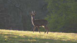 Deer stag in field (4k) by FurLinedUK 34 views 2 years ago 29 seconds