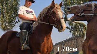 картинка: НООКАТ ЦЕНТРДЕН  1.70  ЧОҢ  Атабек Балбандан Сатууга Чыкты 