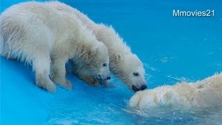 プールデビュー両手を挙げてバシャン~Polar Bear twin cubs, Pool debut
