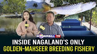 INSIDE NAGALAND'S ONLY GOLDENMAHSEER BREEDING FISHERY