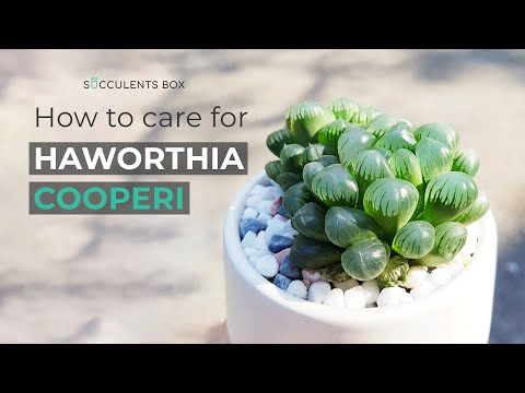 Video: Haworthia-pleie - tips for dyrking av Haworthia-vindusbladede planter