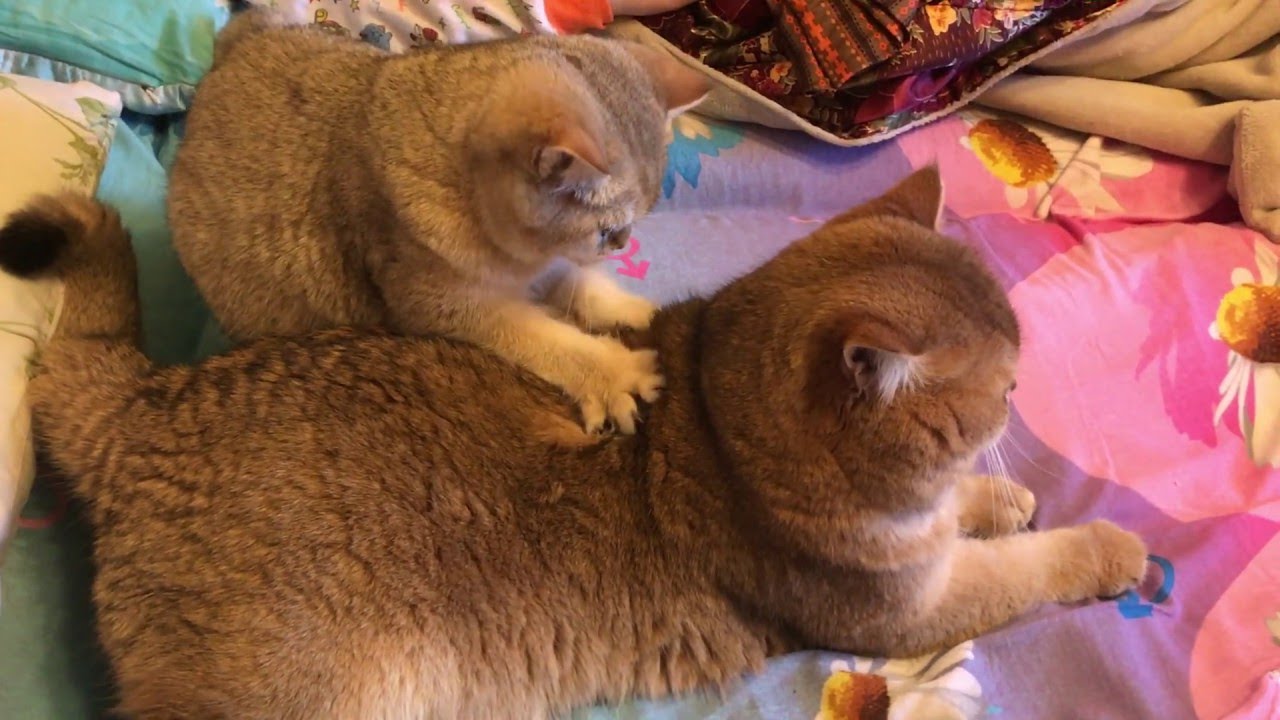 Kitty Back Massage ViralHog YouTube