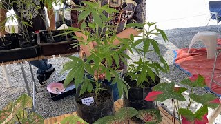 Growing Marijuana now legal in Thailand
