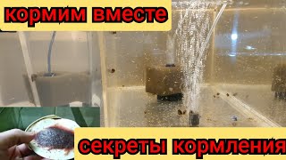 Кормление мальков на разводне