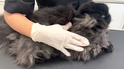 Video 1540541: persian cat, pet grooming, pet uk
