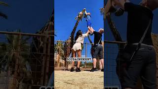 Ces personnes ont trop faire confiance aux animaux 😂🦒🦙🐄. #shorts #animalfacts #facts