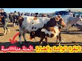 البقرة الوالدة والضارة في سوق الاثنين عين عودة زعير مع الأثمنة وأرقام هواتف الكسابة فرجة ممتعة 