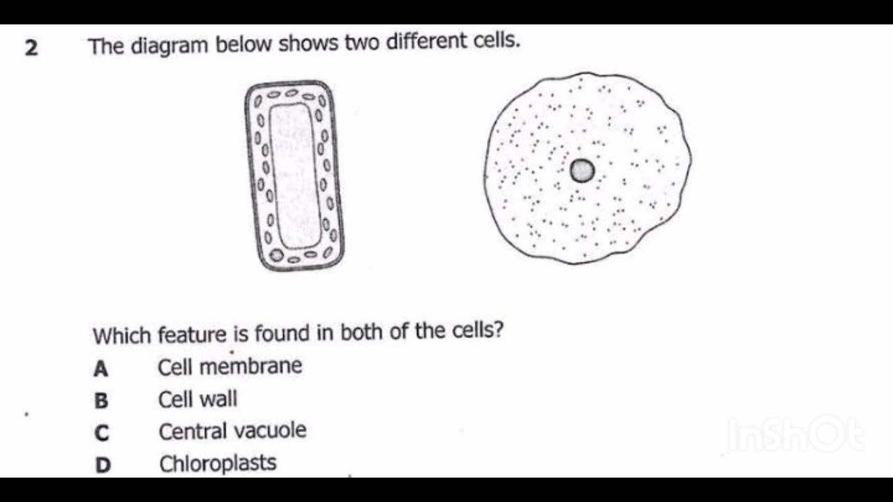 Unlabeled Plant Cell Animal Cell Diagram
